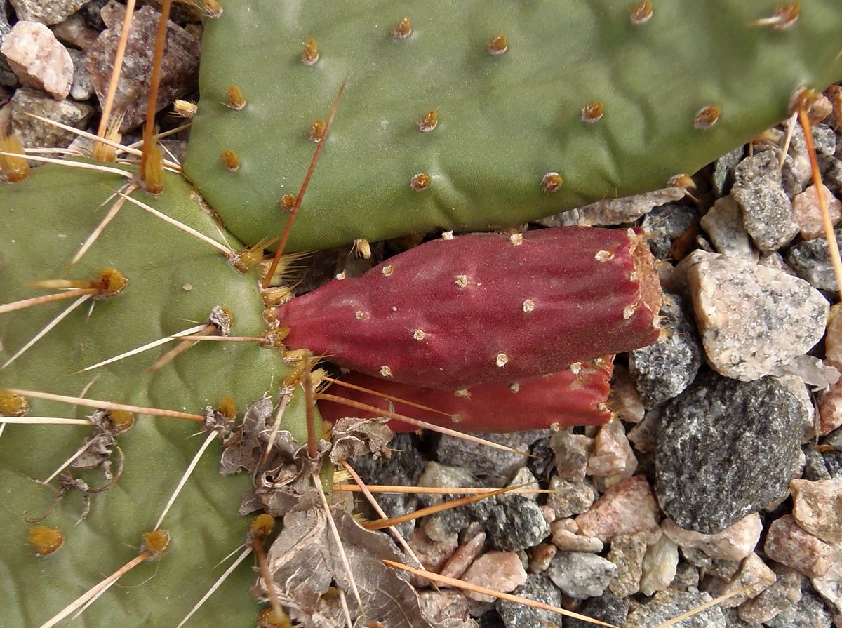 Изображение особи род Opuntia.