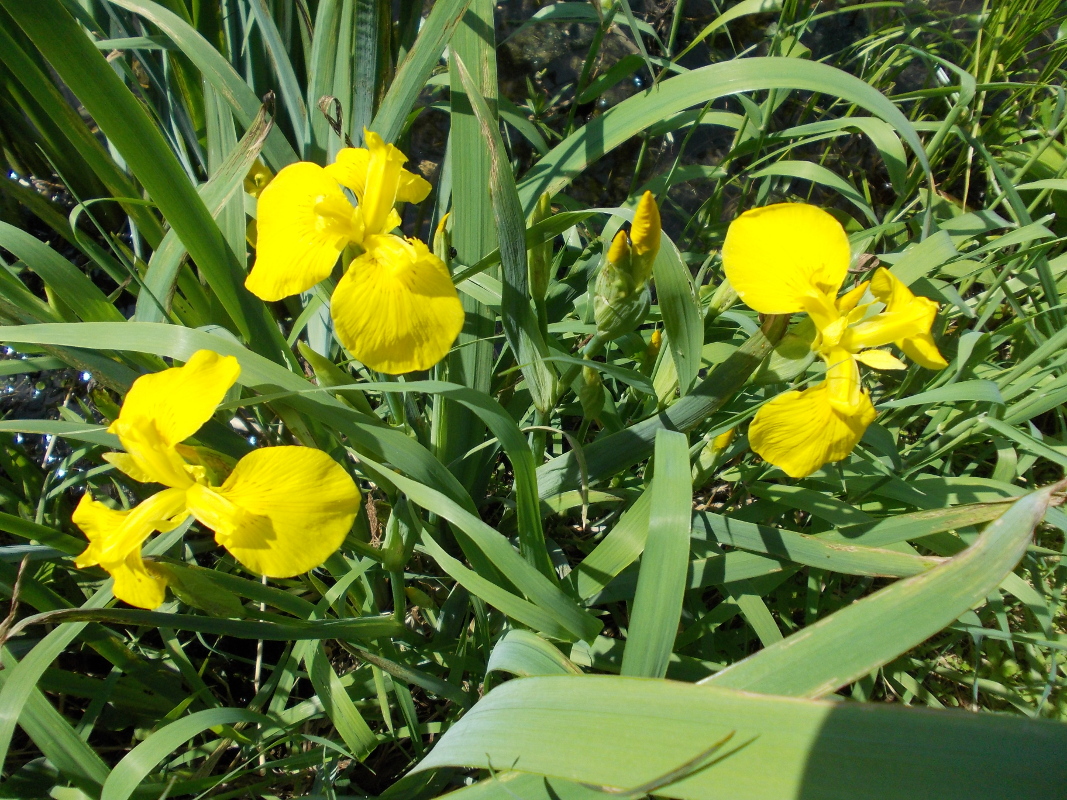 Изображение особи Iris pseudacorus.