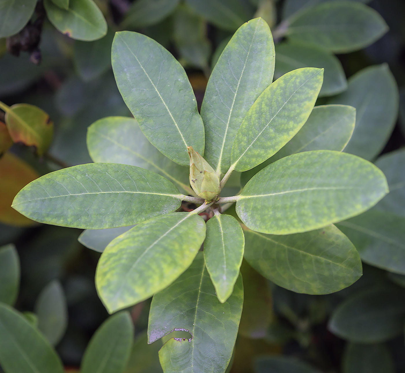 Изображение особи Rhododendron catawbiense.