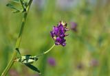 Medicago sativa. Часть побега с соцветием. Московская обл., окр. г. Железнодорожный, долина р. Чёрная, луговой участок на берегу пруда. 26.06.2020.