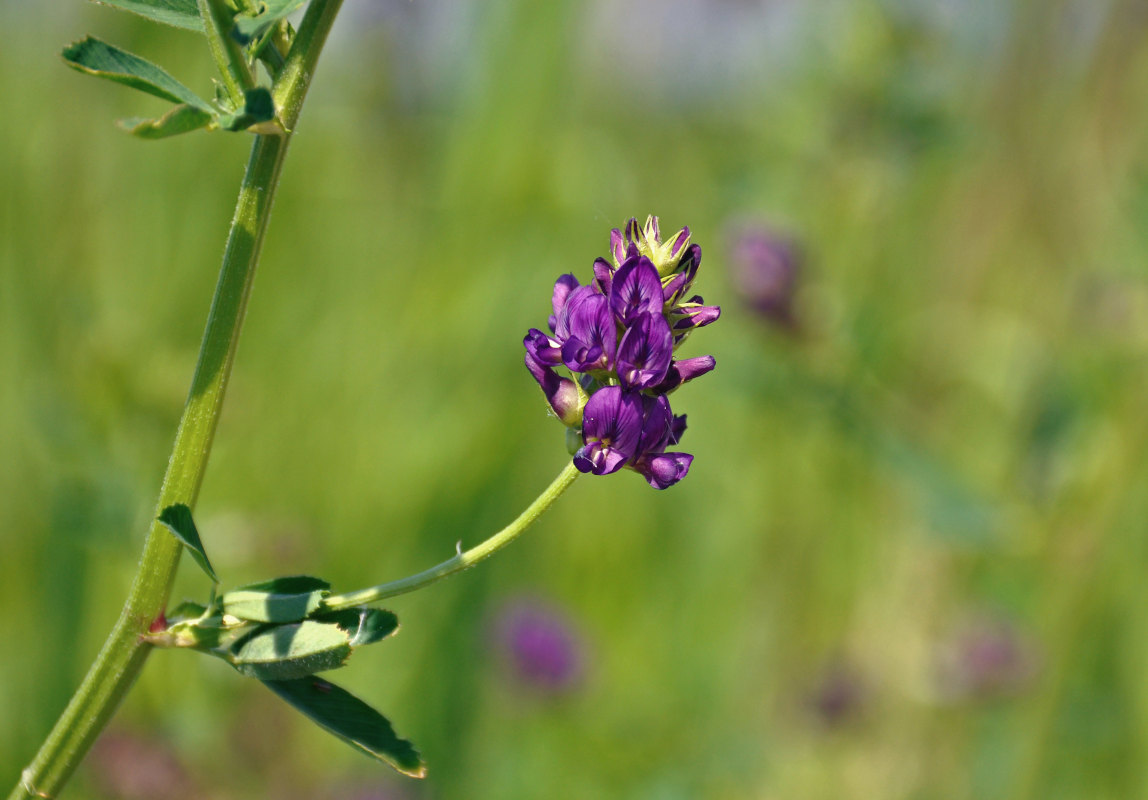 Изображение особи Medicago sativa.