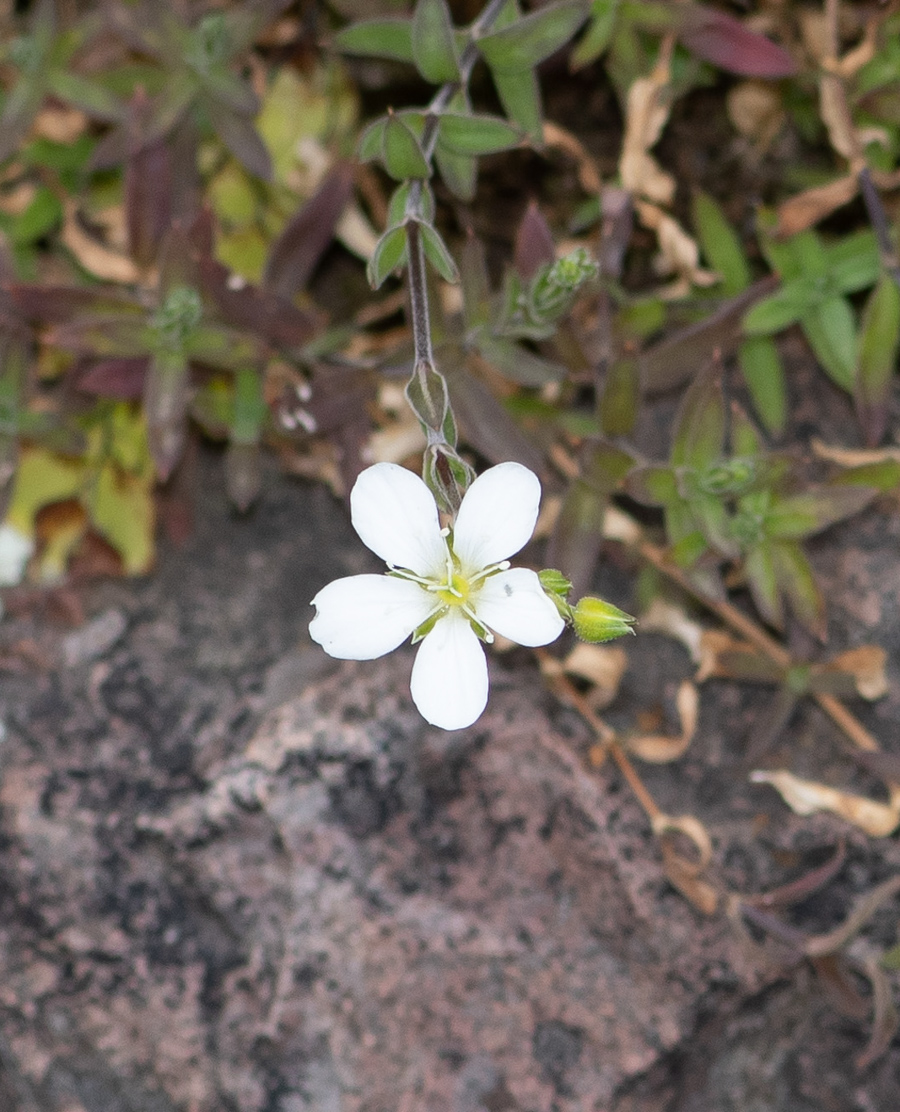 Image of Arenaria soratensis specimen.