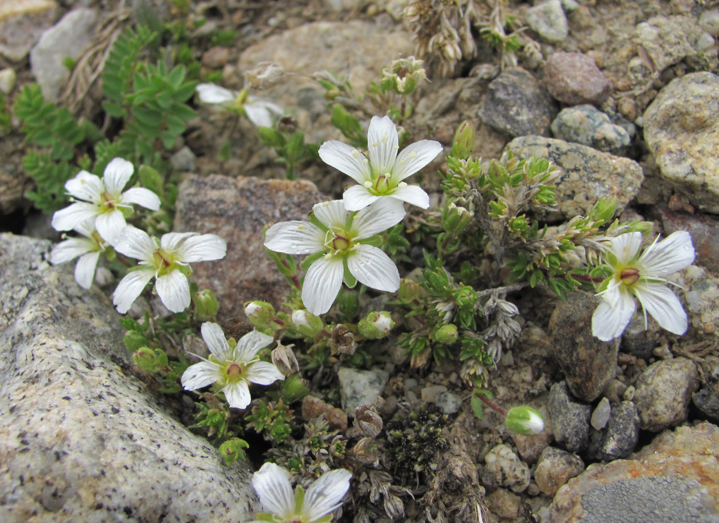 Изображение особи Minuartia imbricata.