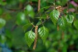 Betula pendula. Верхушка ветви с мужскими и женскими соцветиями и молодыми листьями. Московская обл., г. Железнодорожный, в культуре. 06.05.2020.