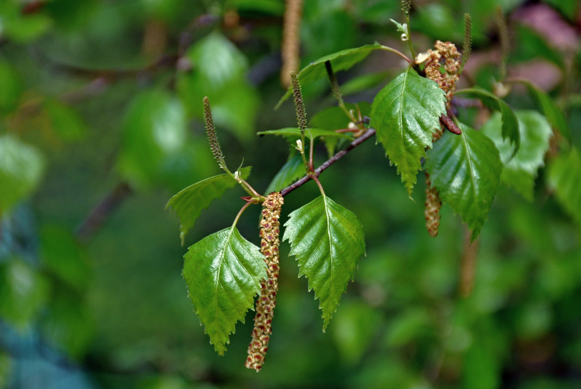 Изображение особи Betula pendula.