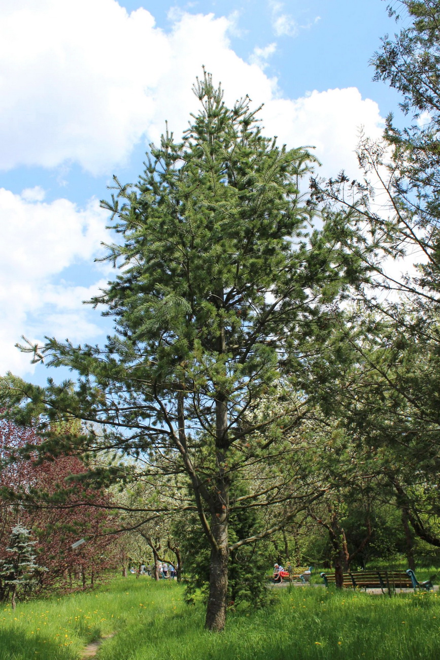 Image of Pinus flexilis specimen.