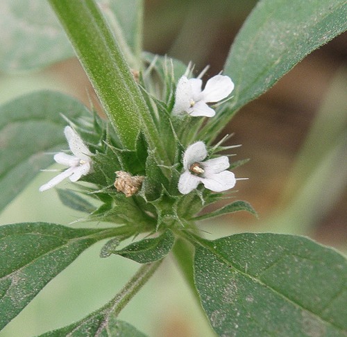 Изображение особи Chaiturus marrubiastrum.