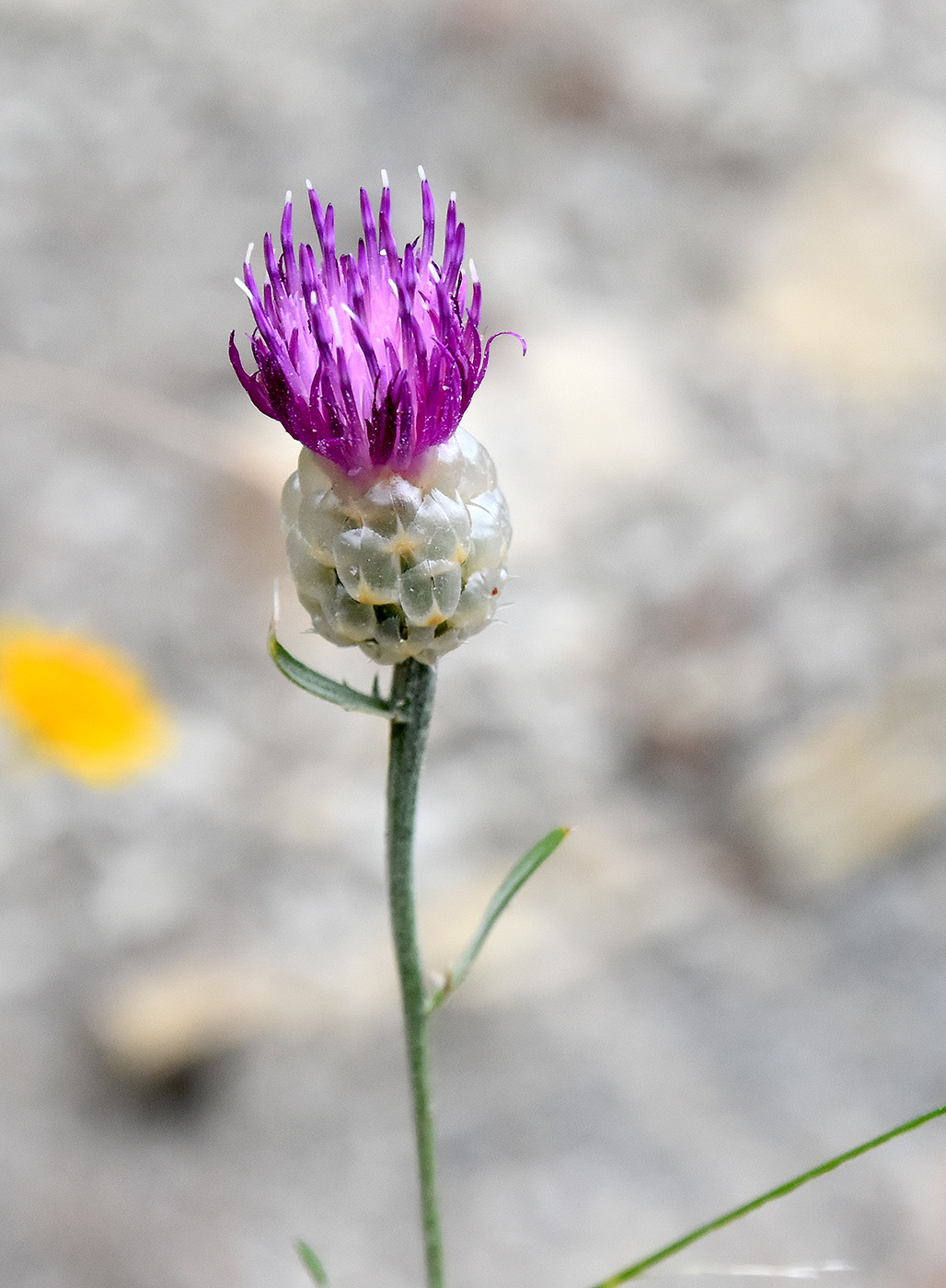 Изображение особи Centaurea novorossica.