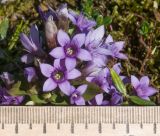 Gentianella biebersteinii