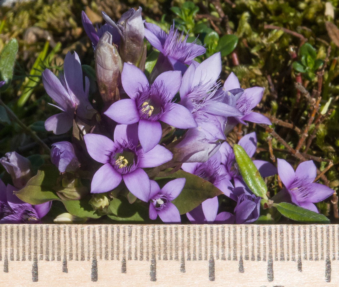 Изображение особи Gentianella biebersteinii.