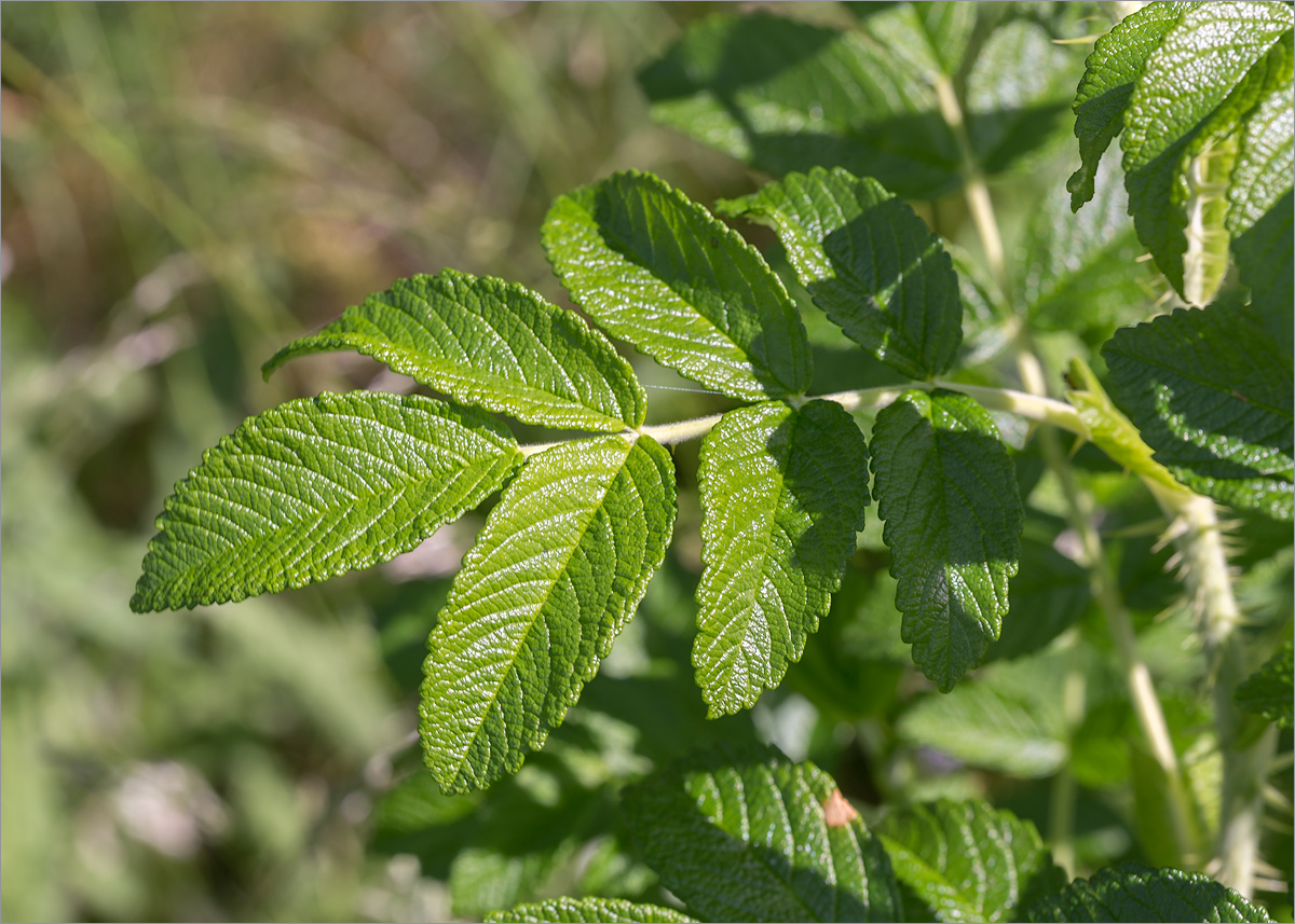 Image of Rosa rugosa specimen.