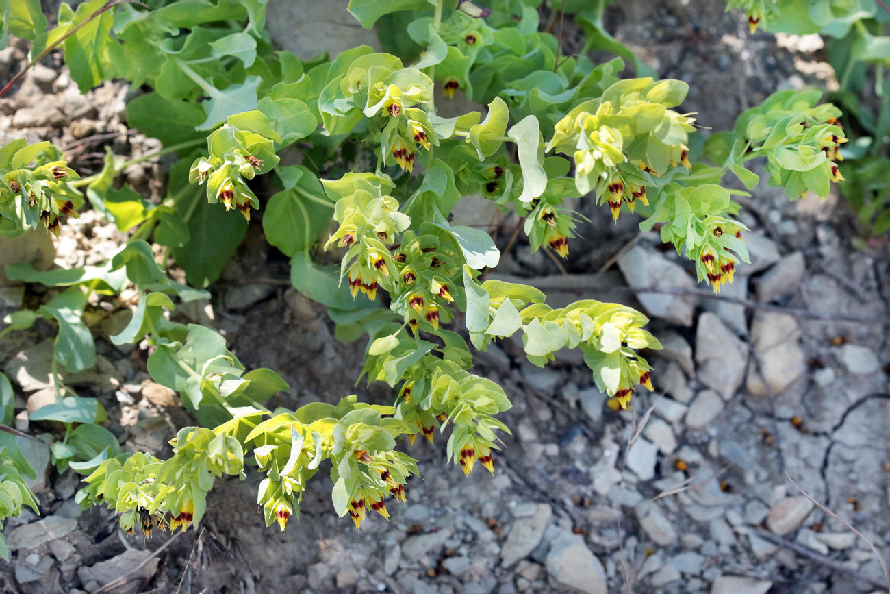 Image of Cerinthe minor specimen.