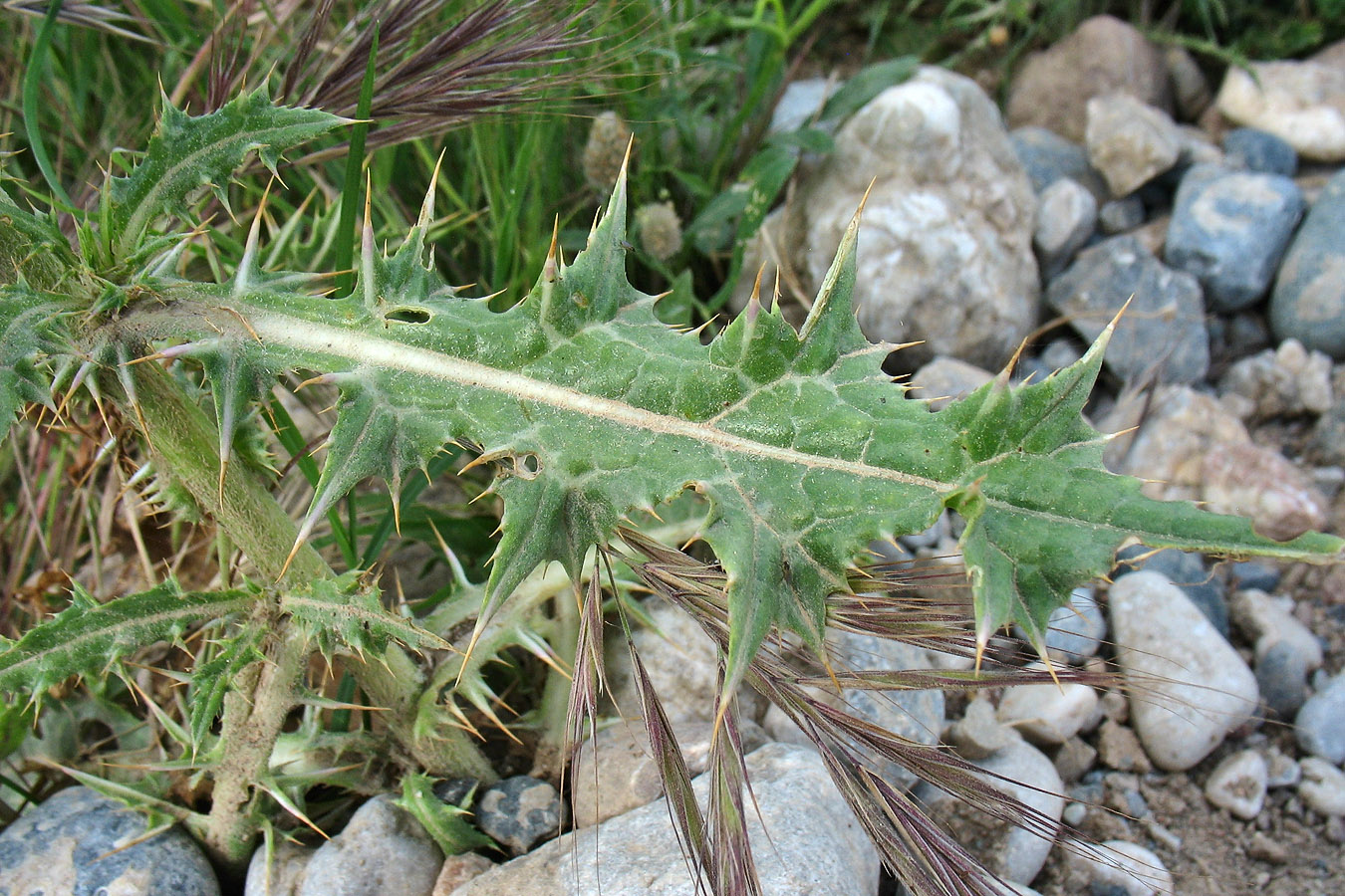 Image of Notobasis syriaca specimen.