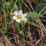 Fragaria vesca. Цветок. Пермский край, Оханский р-н, Тулумбаихинское сельское поселение, Кунчурихинский бор, опушка в смешанном лесу. 27.09.2020.