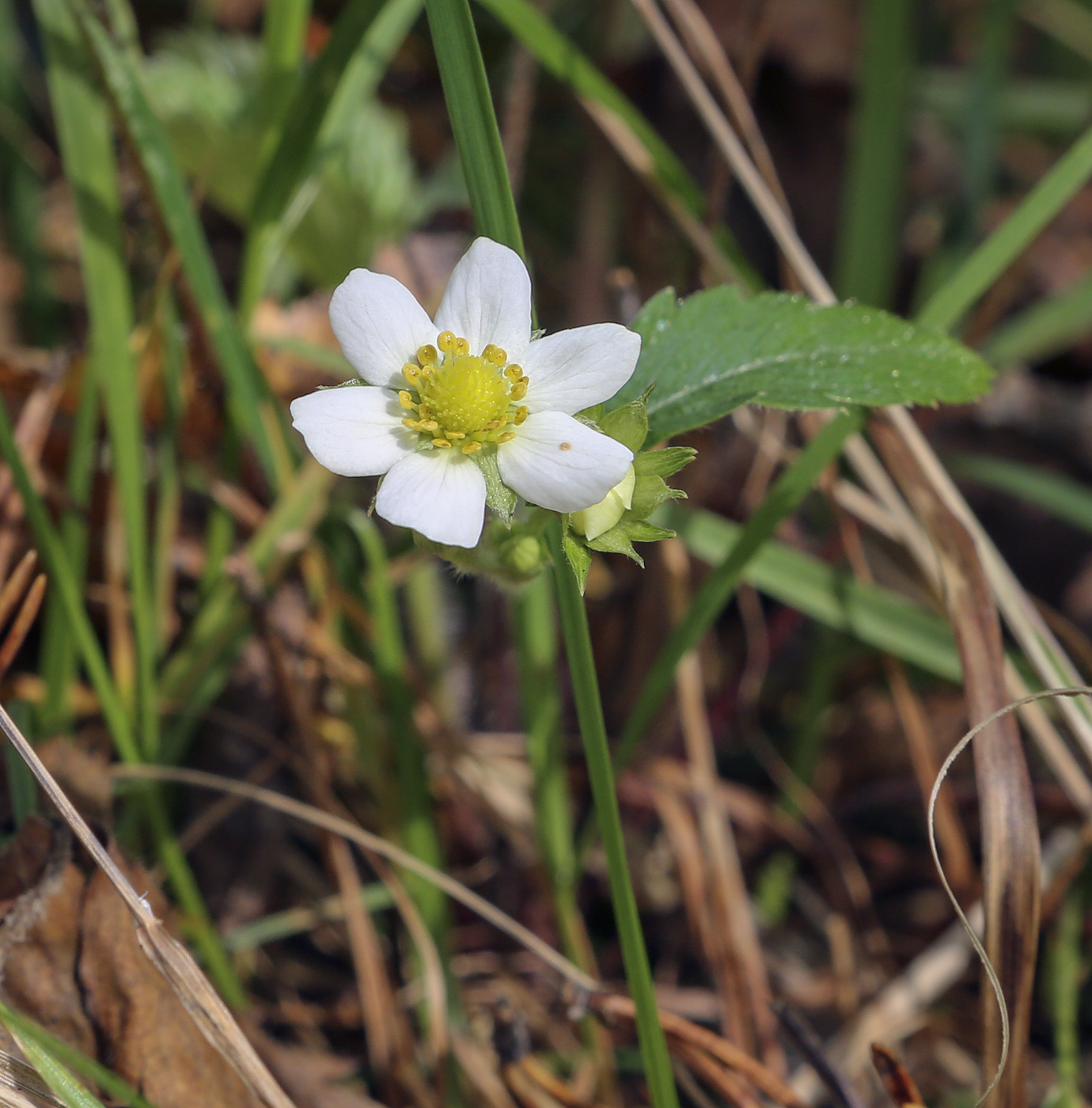 Изображение особи Fragaria vesca.