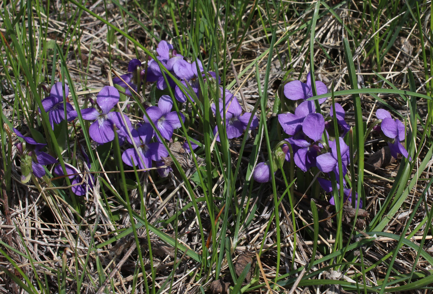 Изображение особи род Viola.