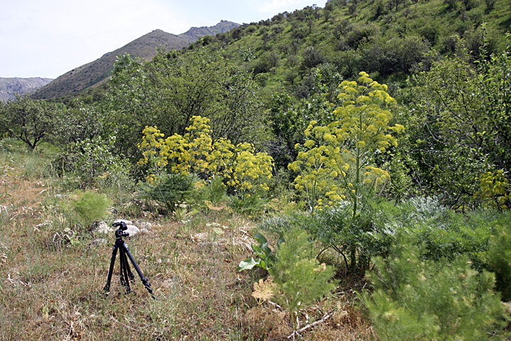 Image of Ferula penninervis specimen.