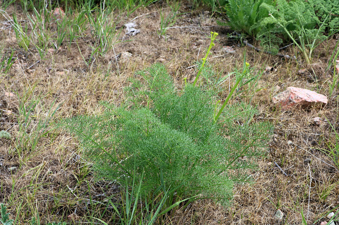 Image of Prangos fedtschenkoi specimen.
