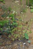 Pyrethrum parthenifolium. Цветущие растения. Республика Адыгея, г. Майкоп, южная окраина, водораздельный хребет Нагиеж-Уашх, дубово-буково-грабовый лес, глинистый оползневой склон. 30.05.2021.