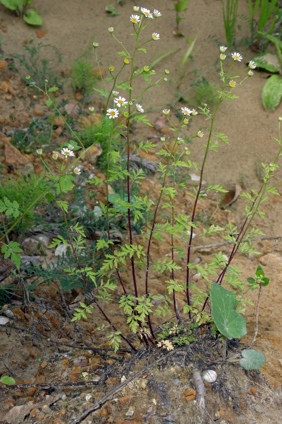 Image of Pyrethrum parthenifolium specimen.