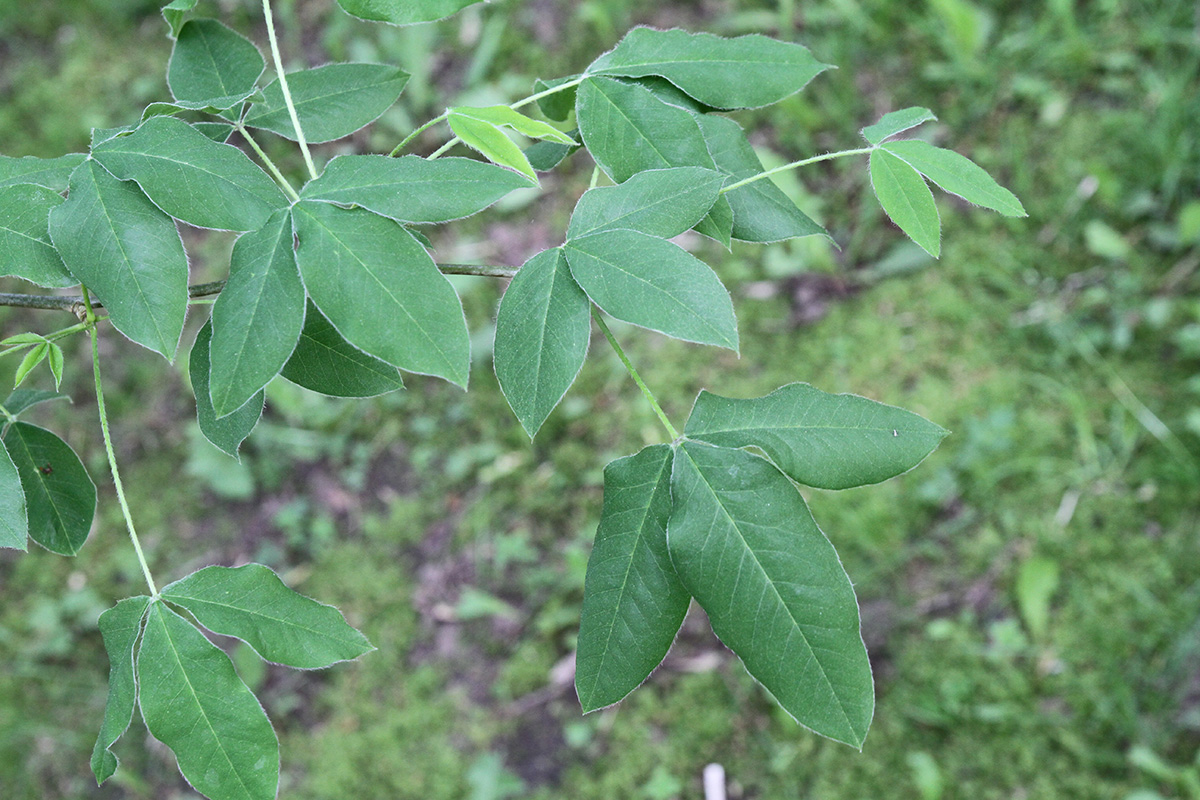 Изображение особи Laburnum anagyroides.