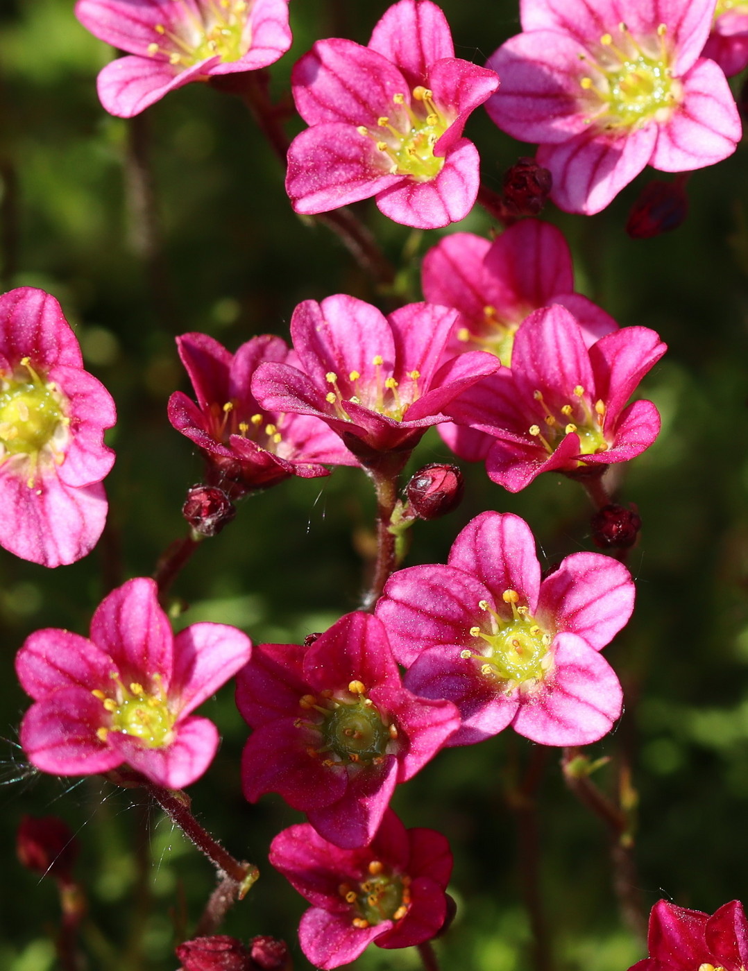 Image of Saxifraga &times; arendsii specimen.