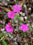 Dianthus deltoides