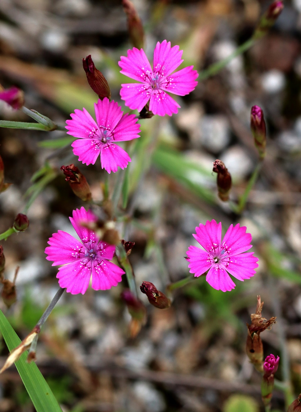 Image of Dianthus deltoides specimen.