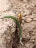 Tulipa dasystemon. Цветущее растение. Узбекистан, Чаткальский хр., окр. перевала Даван, подножие каменистого склона, около 3150 м н.у.м. 13.07.2021.