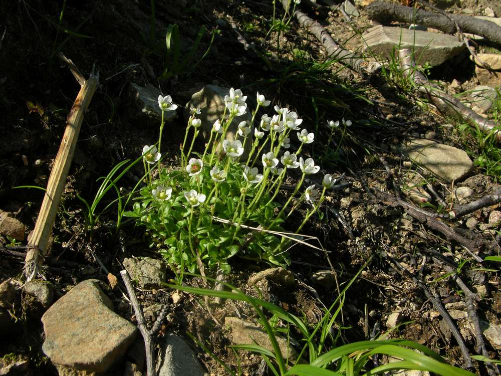 Image of Micranthes merkii specimen.