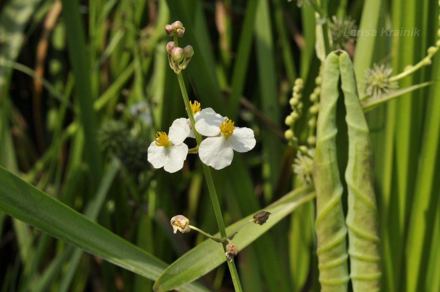 Изображение особи Sagittaria aginashi.