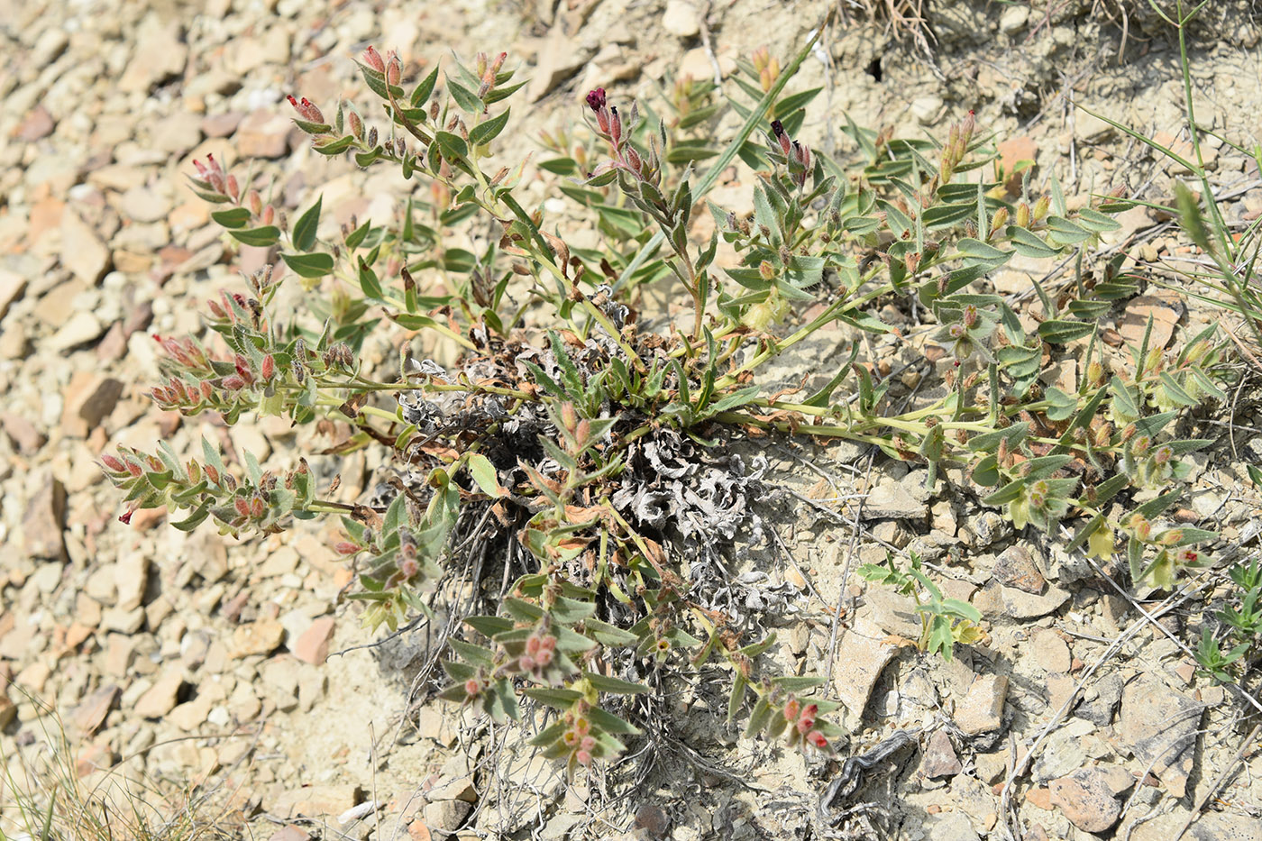 Image of Nonea taurica specimen.