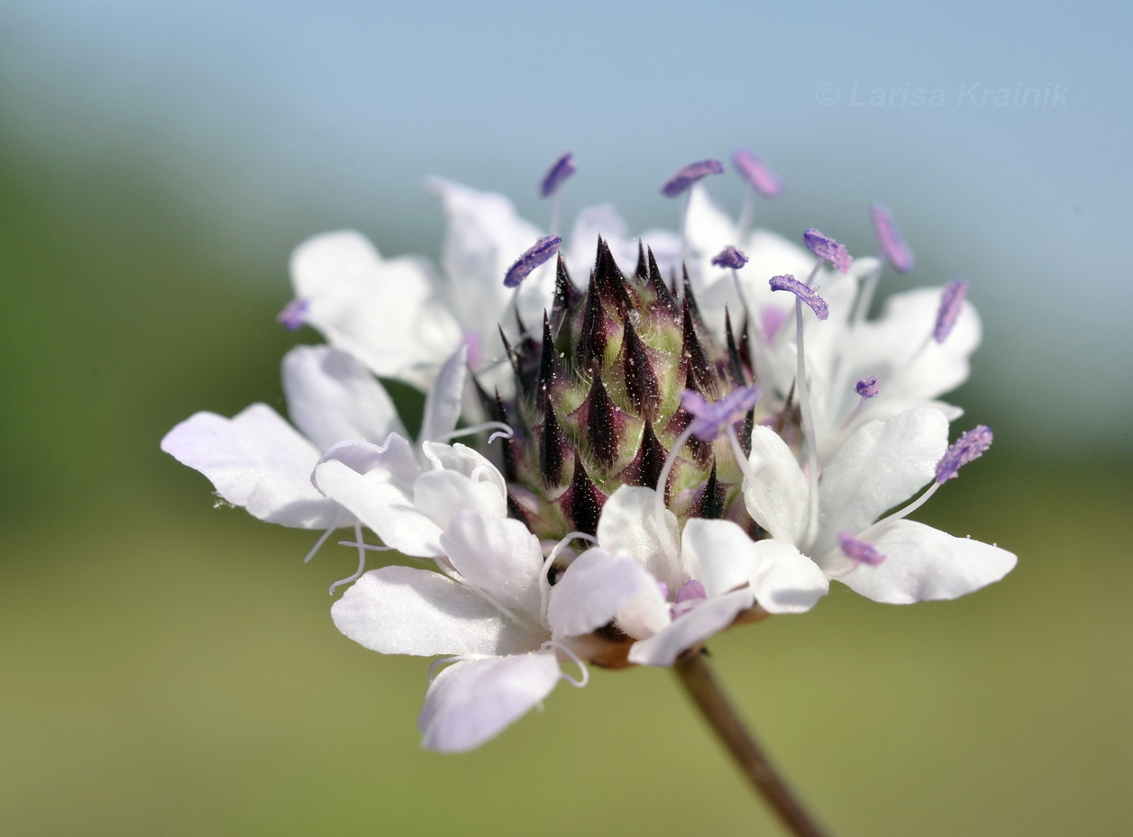 Image of Cephalaria transsylvanica specimen.