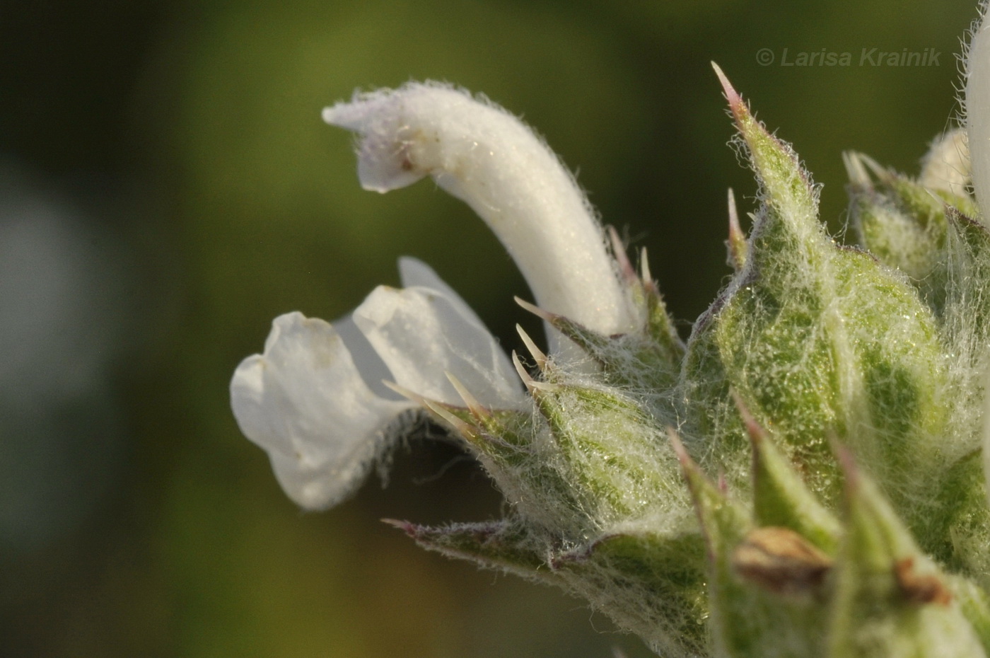 Изображение особи Salvia aethiopis.