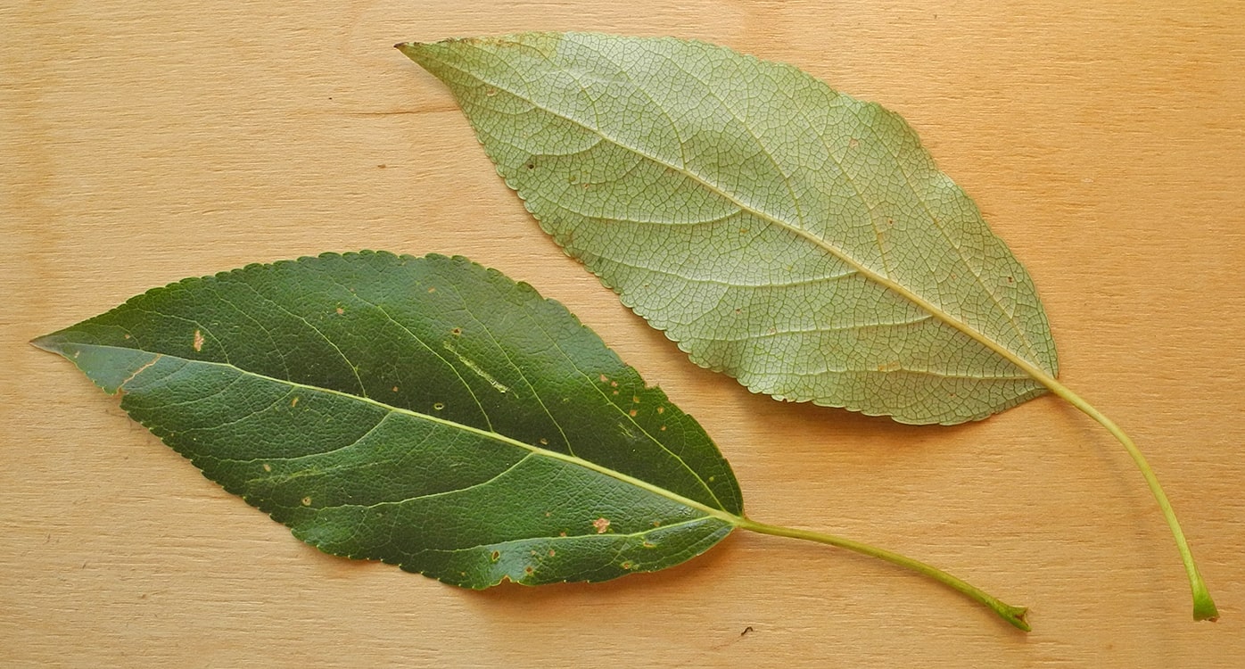 Image of Populus tristis specimen.