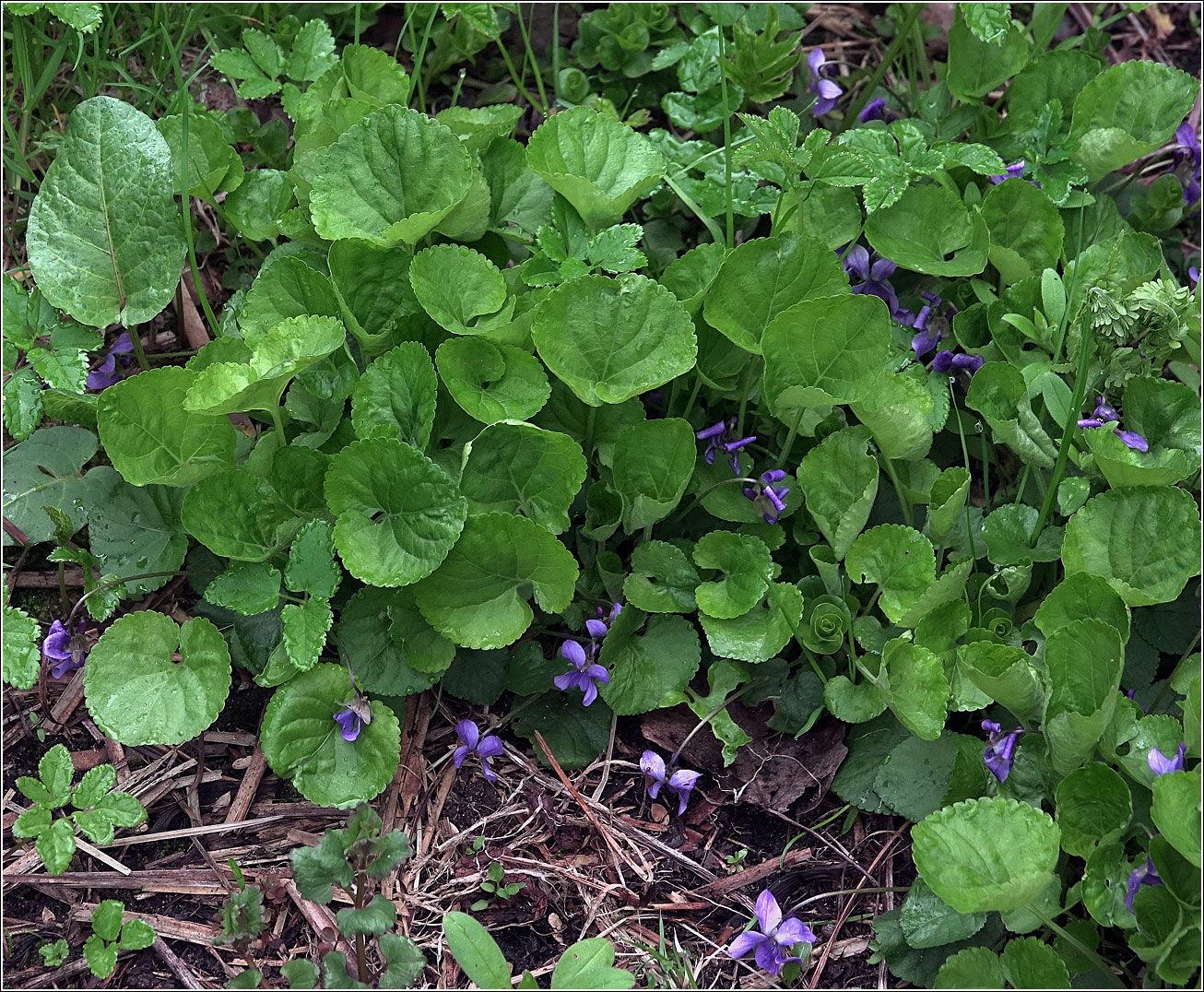 Image of Viola odorata specimen.