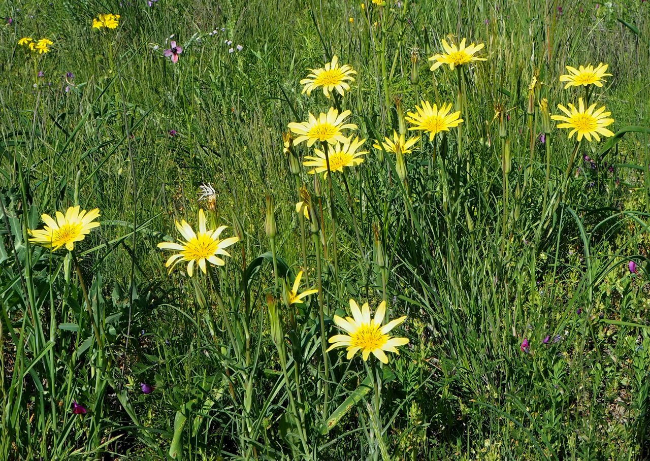 Image of genus Tragopogon specimen.