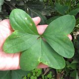 Oxalis latifolia. Лист. Крым, Никитский ботанический сад, сорное на клумбе. 19.10.2020.