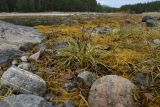 Plantago maritima. Плодоносящее растение среди бурых водорослей. Мурманская обл., Кандалакшский р-н, г. пос. Кандалакша, окр. лабиринта \"Вавилон\"; Белое море, побережье губы Малая Питкуля, каменистая литораль. 15.09.2021.