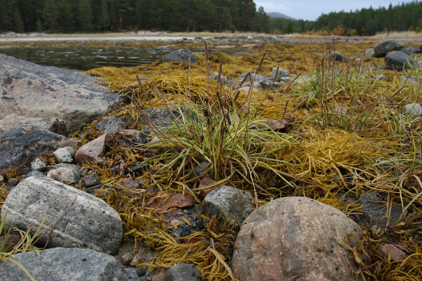 Image of Plantago maritima specimen.