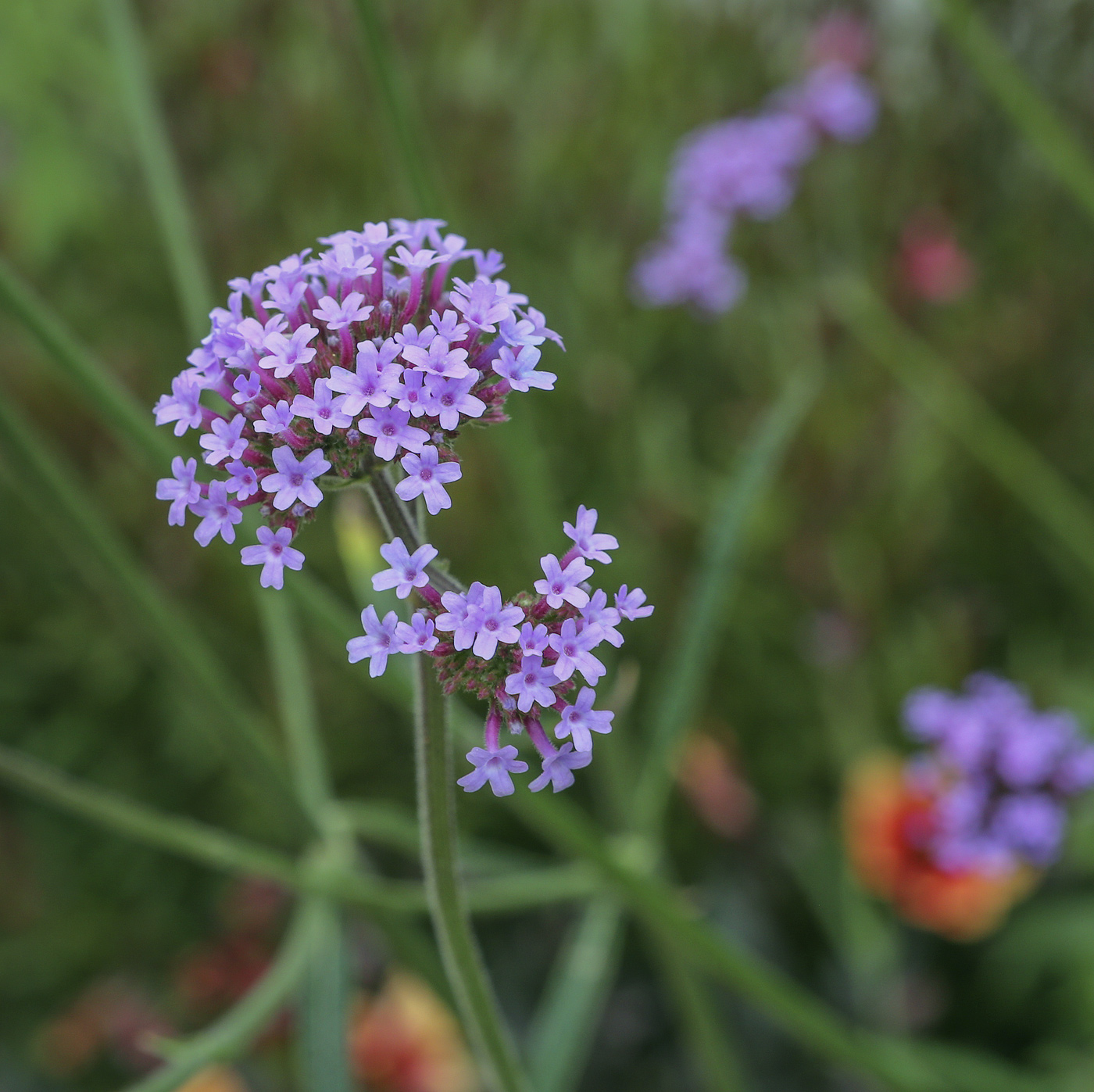 Изображение особи Verbena bonariensis.