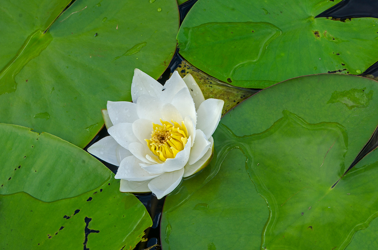 Изображение особи Nymphaea candida.
