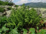 Athyrium distentifolium. Взрослое растение на куруме. Хакасия, Ширинский р-н; Кузнецкий Алатау, окр. горы Пустасхыл, ≈1350 м н.у.м. 26.07.2021.