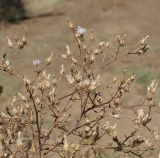 Centaurea diffusa