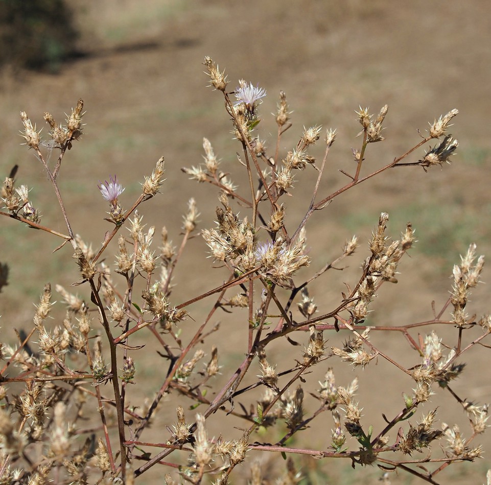 Image of Centaurea diffusa specimen.