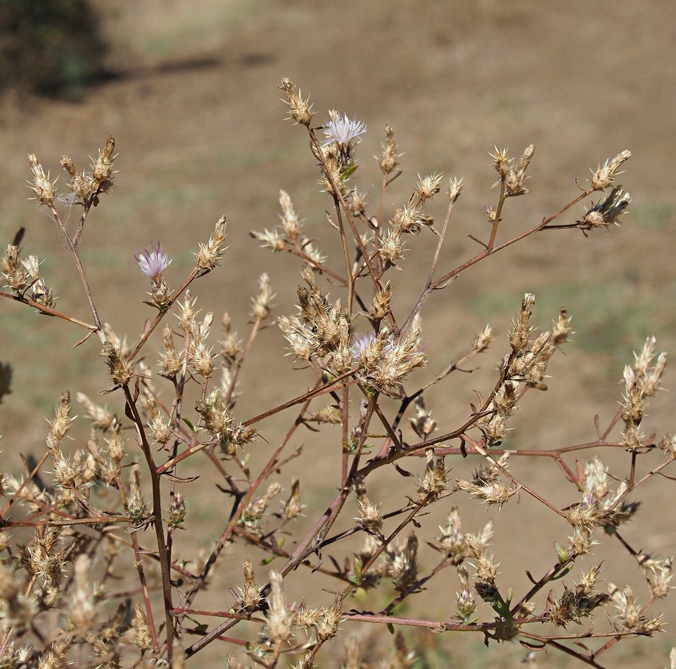 Изображение особи Centaurea diffusa.