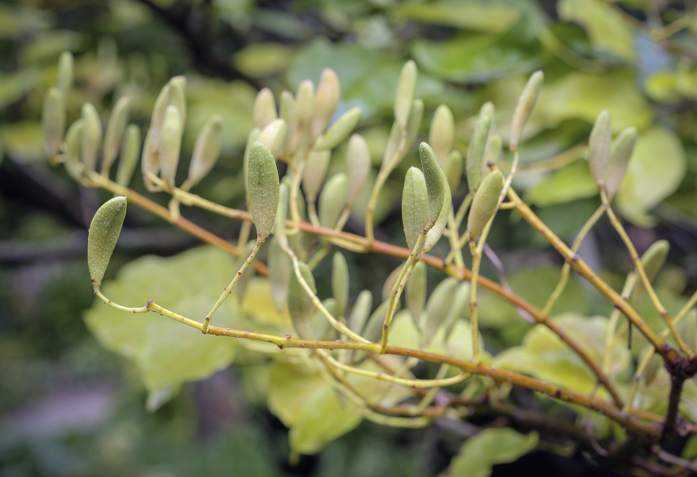 Изображение особи Syringa amurensis.