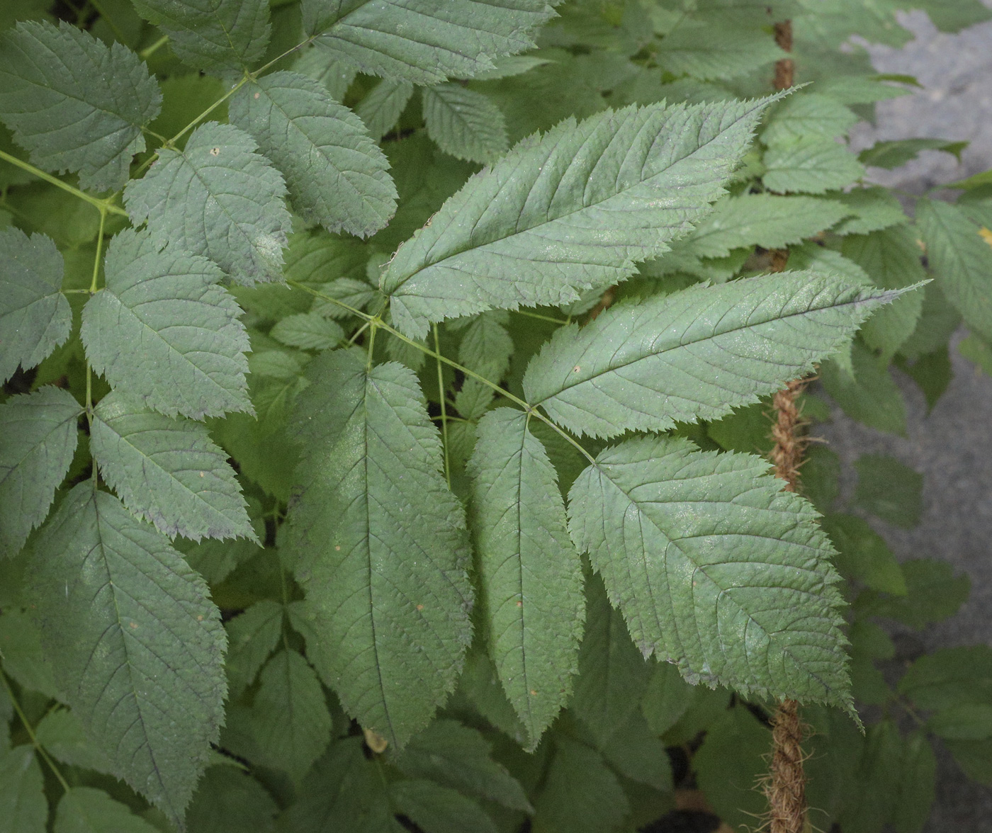 Image of Aruncus dioicus specimen.