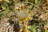 Schulzia crinita