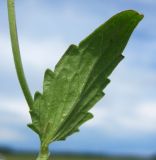 Nepeta ucranica. Лист (обратная сторона). Новосибирская обл., Карасукский р-н, окр. с. Благодатное, луг. 18.06.2018.